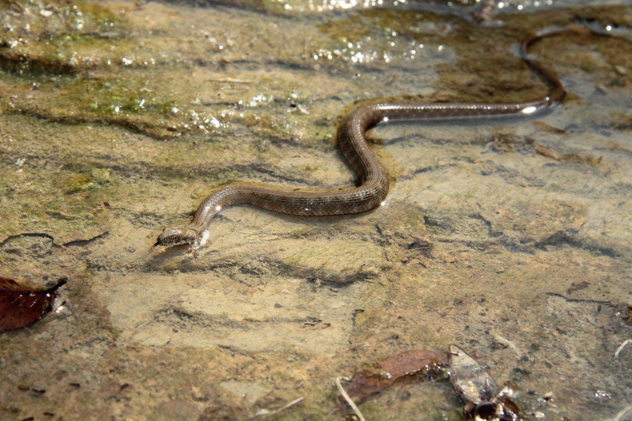 giovane natrix tessellata?